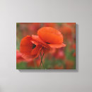 Suche nach mohnblume leinwandbilder Frühling