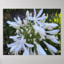 Suche nach agapanthus poster Blume