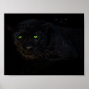 Suche nach schwarzer panther poster Tier