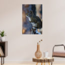 Suche nach graues eichhörnchen poster Foto