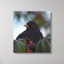 Suche nach schwarze federn leinwandbilder Vogelvogel