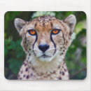 Suche nach goldene augen mousepads Katze
