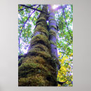 Suche nach zwei bäume poster Baum