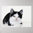 Suche nach nachdenklich poster Katze