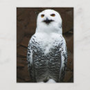 Suche nach owls postkarten Schnee