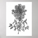 Suche nach flieder poster Blume