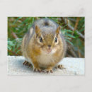Suche nach lustige chipmunks postkarten Natur