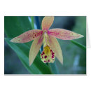 Suche nach cattleya orchidee postkarten Exotisch