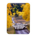 Suche nach schafe magnete Bauernhof