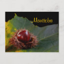 Suche nach manitoba postkarten Kanada
