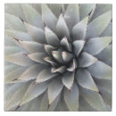 Suche nach agave fliesen Botanisch