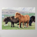 Suche nach shetland pony poster Tier