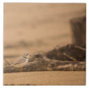 Suche nach regenpfeifer Jede person