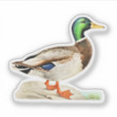 Suche nach ducken sie sich aufkleber Stockente