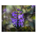 Suche nach lavendel foto poster Pflanze