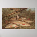 Suche nach bachforelle poster Fliegenfischen