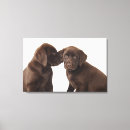 Suche nach schokolade labrador kunst Babytiere
