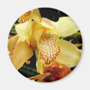Suche nach orchideen blume magnete Rosa