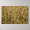Suche nach weizen poster Pflanze