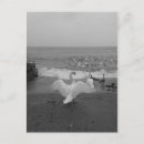 Suche nach schwarzer schwan postkarten Für alle