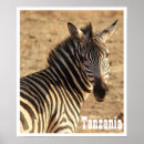 Suche nach afrikanische savanne poster Zebra