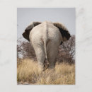 Suche nach loxodonta postkarten Afrika