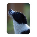 Suche nach collie magnete Haustier