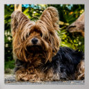 Suche nach yorkies poster Terrier
