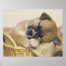 Suche nach unschuld poster Niedlich
