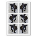 Suche nach loki Terrier