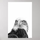 Suche nach weißer adler poster Vogel