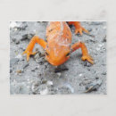 Suche nach salamander postkarten Zeitung