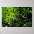 Suche nach waldweg poster Wälder