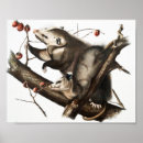 Suche nach opossum poster Tierwelt