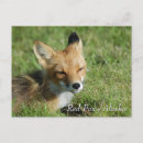 Suche nach red fox postkarten Niedlich