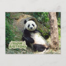 Suche nach panda große karten Jede person