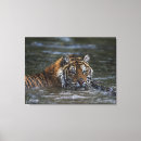 Suche nach sibirischer tiger leinwandbilder Tiere im wilden