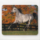 Suche nach arabische pferde mousepads Araber
