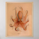Suche nach molluske poster Kopffüßer