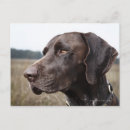 Suche nach dogster postkarten Im freien