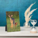 Suche nach geweih fotoplatten Bock