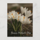 Suche nach krokus postkarten Mutter