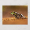 Suche nach froschpostkarte Frösche