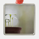 Suche nach töpfer ornamente Natur