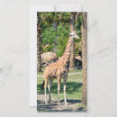 Suche nach tier vertikale fotokarten Giraffe