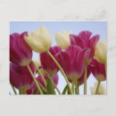 Suche nach paulson Blume