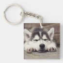 Suche nach sibirischer husky schlüsselanhänger Niedlicher hund