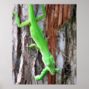 Suche nach lizard poster Wild