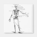 Suche nach skelett magnete Anatomie