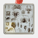 Suche nach krebstiere ornamente Hummer